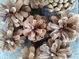 Шишка Pinus nigra (сосны черной)100 штук, шишки для декора, сосновые шишки - фото 1