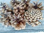 Шишка Pinus nigra (сосны черной)100 штук, шишки для декора, сосновые шишки - фото 4