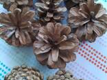 Шишка Pinus nigra (сосны черной)100 штук, шишки для декора, сосновые шишки - фото 14