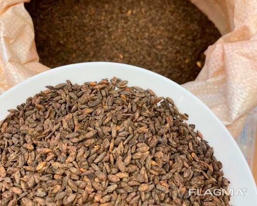 Солод ржаной сухой ферментированный Беларусь