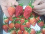 Strawberry - photo 1