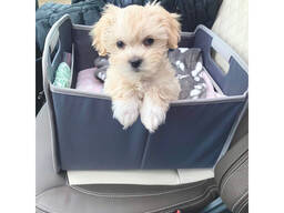 Süße Maltipoo-Welpen aus liebevoller Hausaufzucht