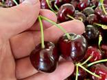 Sweet cherry from Bulgaria - photo 3