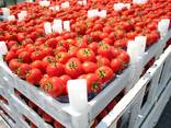 Tomato - фото 1