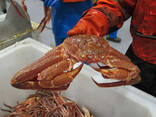 Frozen Seafood Red King Crab | Fresh And Norway Snow King Crab| Soft Shell Crabs for sale - фото 6