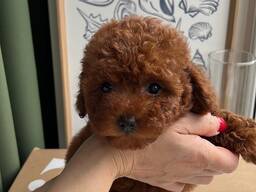 Verspielte Zwergpudelwelpen suchen ein liebevolles neues Zuhause