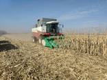 Wheat, corn - photo 1