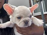 Французского бульдога - фото 1