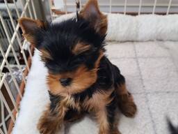 Yorkshire-Terrier-Welpen