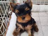 Yorkshire-Terrier-Welpen - фото 1