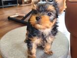 Yorkshire-Terrier-Welpen - фото 3