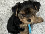 Yorkshire Terrier-Welpen - фото 1