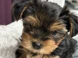 Yorkshire Terrier-Welpen - фото 2
