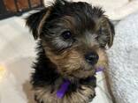 Yorkshire Terrier-Welpen - фото 3